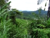 Tanah Rata Hike