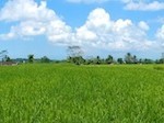 Bali Bike 16