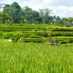 Bali Bike 20