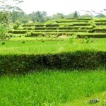 Bali Bike 26