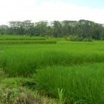 Bali Bike 44