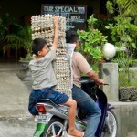 Egg transport