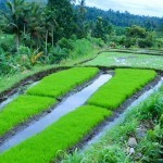 Tirta Ganga and Tenganan 20