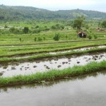 Tirta Ganga and Tenganan 22