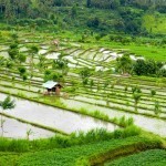 Tirta Ganga and Tenganan 23