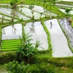 Tirta Ganga and Tenganan 24