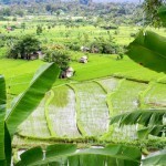 Tirta Ganga and Tenganan 25