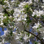 Spring Bloom