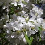 Spring Bloom
