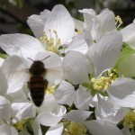 Busy bee