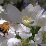 Busy bee