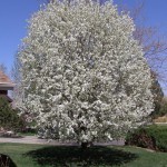 Spring bloom