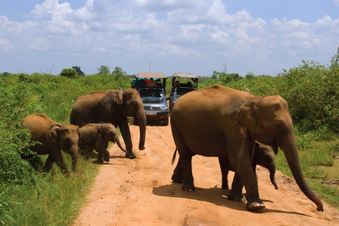Udawalawe Elephants