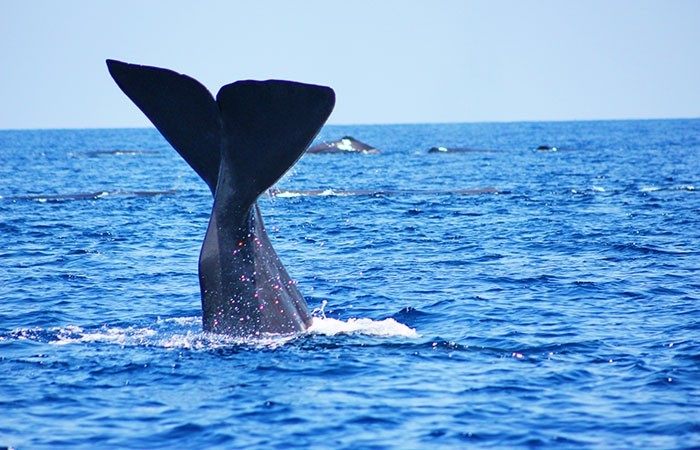 Trinco Whale tail
